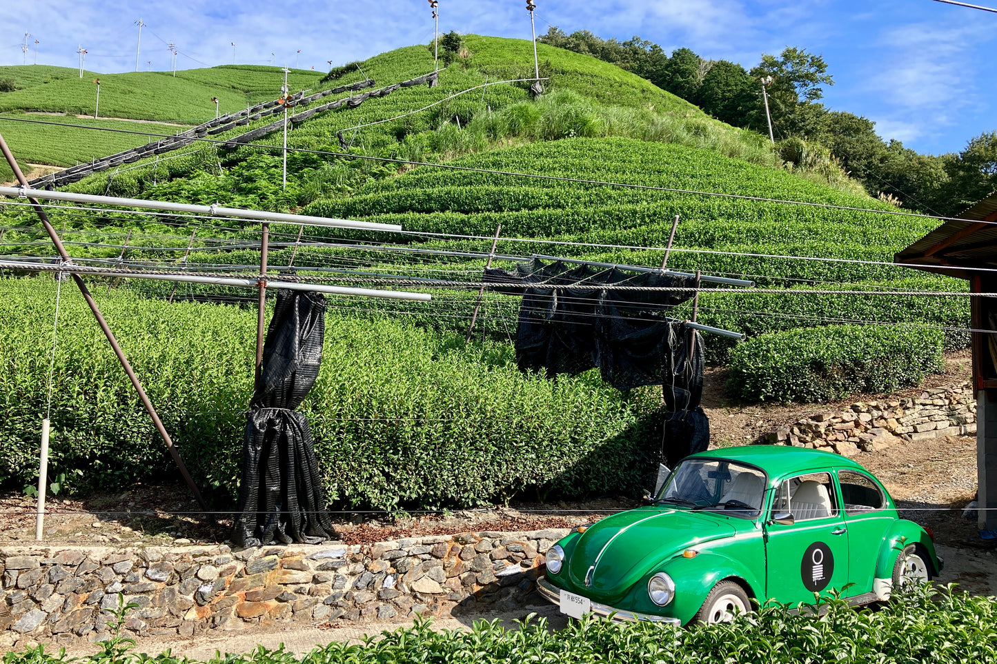 TEA HUNTING