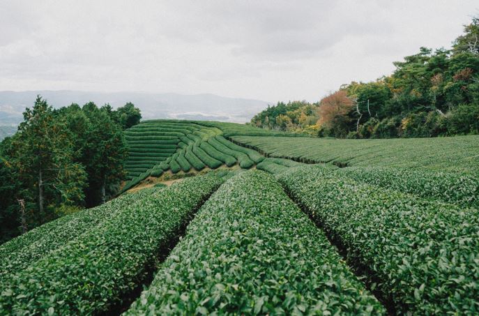 O5 TEA JAPAN INC.