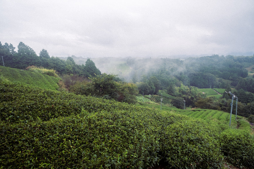 Tea Hunting for Yamato-cha in Nara Prefecture