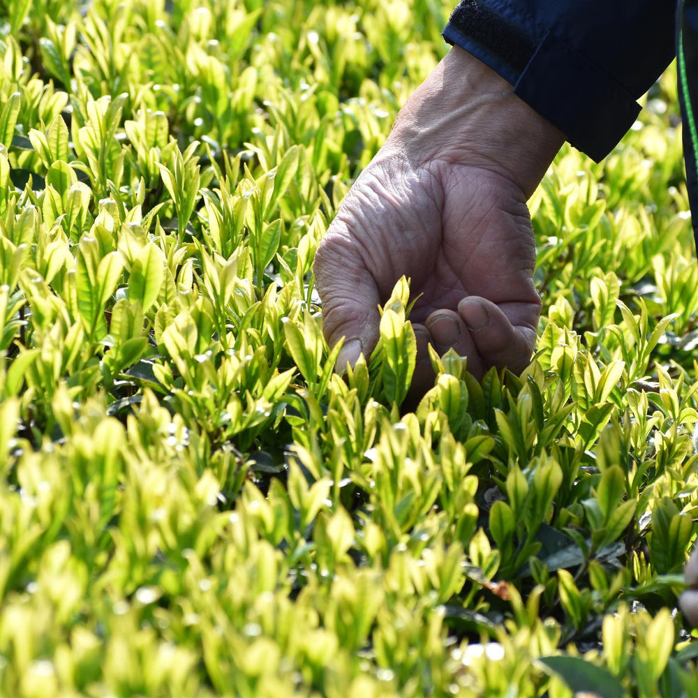 FIDDLER'S GREEN | Traditional Rice Straw Shaded Sencha