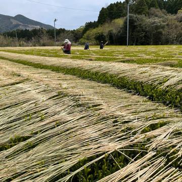 
                  
                    FIDDLER'S GREEN | Traditional Rice Straw Shaded Sencha
                  
                