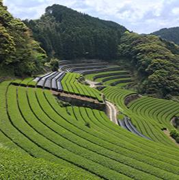 
                  
                    OMURA BAY | Nagasaki Tamaryokucha
                  
                