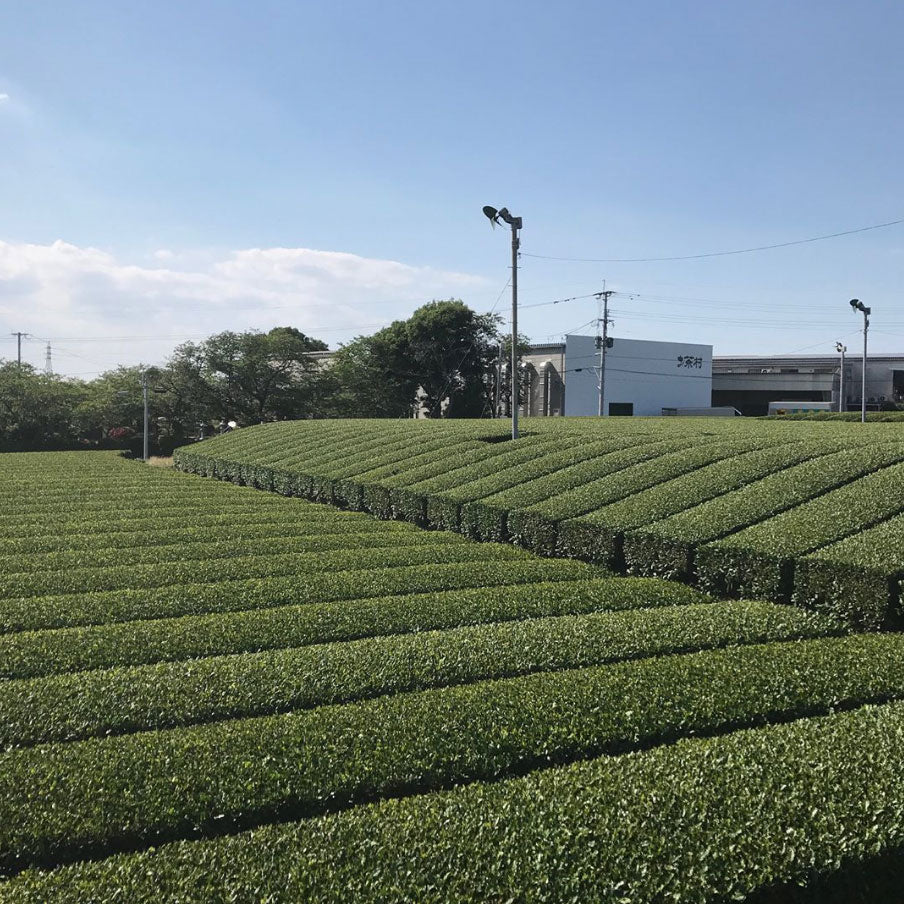 [ORGANIC] JAPANESE MATCHA