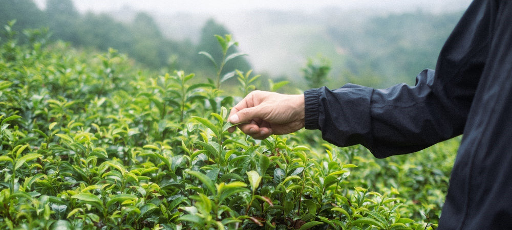 O5 TEA JAPAN INC.